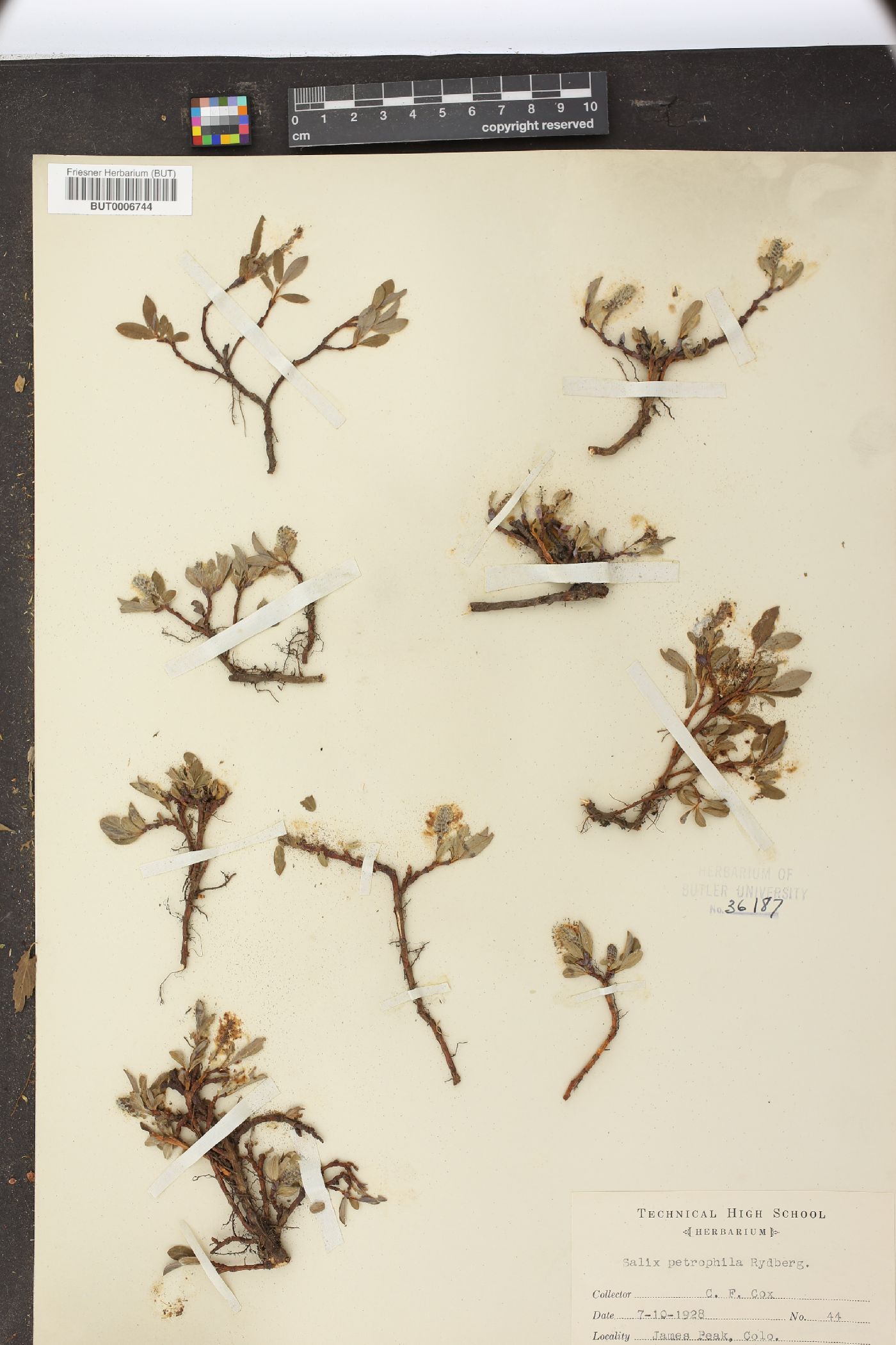 Salix petrophila image