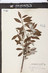 Salix pedicellaris image