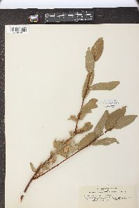 Salix pseudo-cordata image