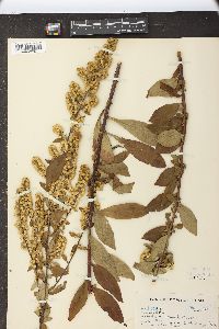 Solidago erecta image