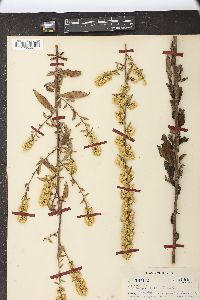 Solidago erecta image