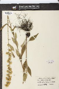 Solidago erecta image