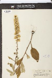 Solidago erecta image