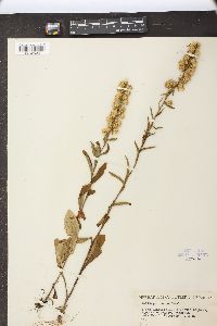 Solidago erecta image