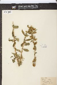 Solidago erecta image