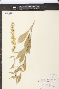 Solidago erecta image