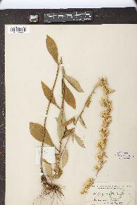 Solidago erecta image