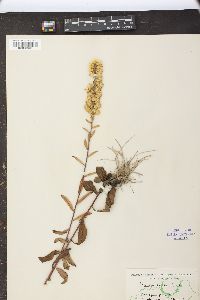 Solidago erecta image