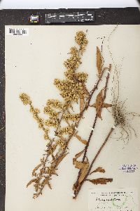 Solidago erecta image