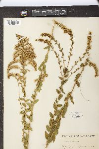 Solidago fistulosa image