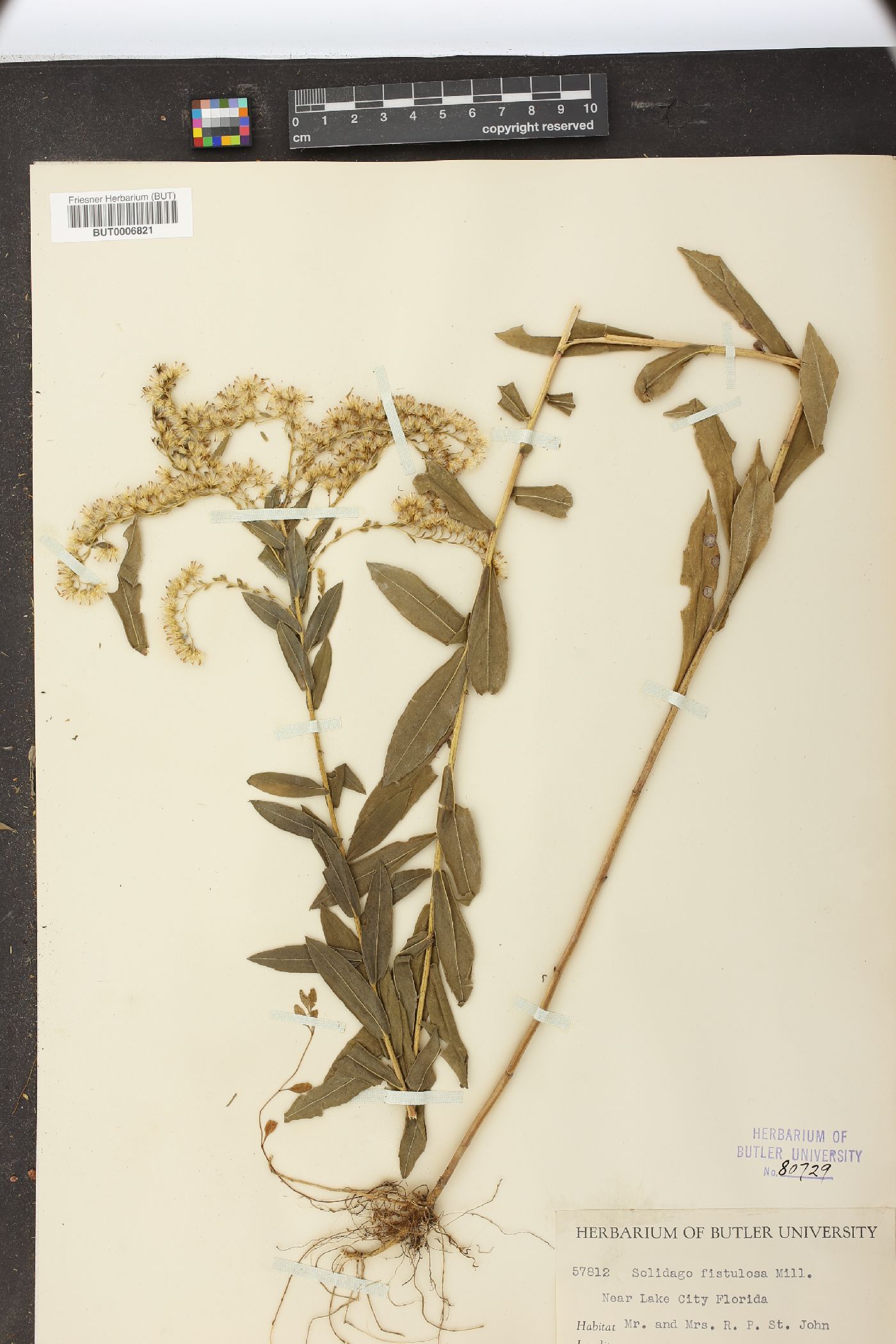 Solidago fistulosa image
