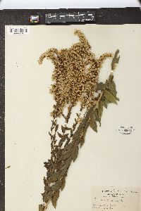 Solidago fistulosa image