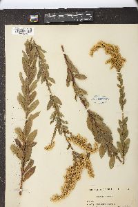 Solidago fistulosa image