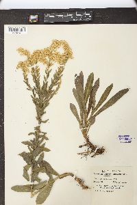 Solidago fistulosa image