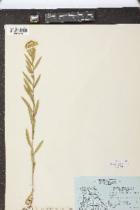 Solidago galetorum image