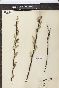 Salix sericea image