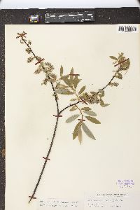 Salix x subsericea image