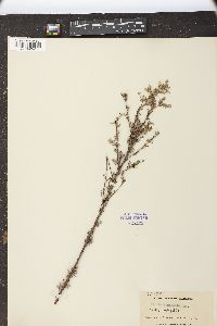 Salix taxifolia image