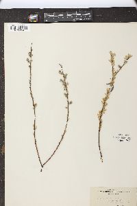 Salix tristis image