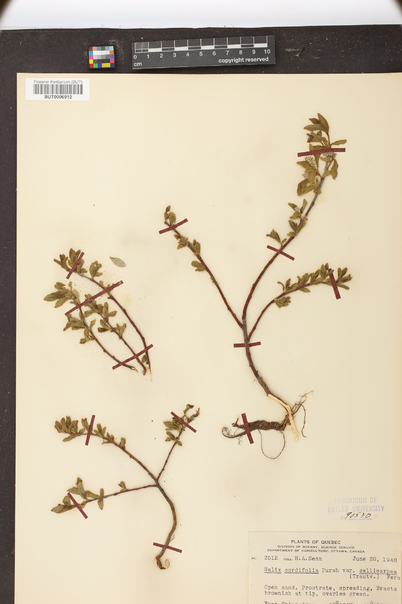 Salix cordifolia image