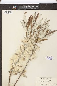 Salix candida image