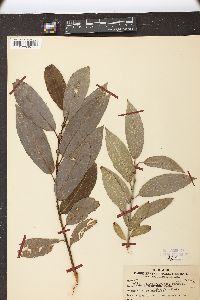 Salix glaucophylloides image