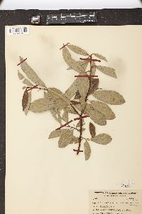 Salix humilis var. keweenawensis image