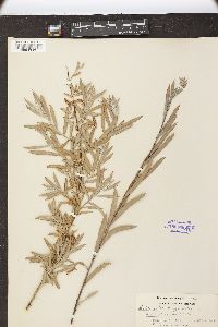 Salix interior var. wheeleri image