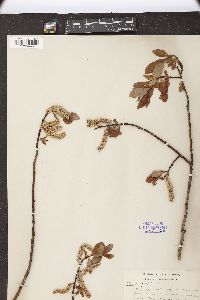 Salix pellita image