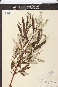 Salix pellita image