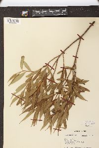 Salix lucida var. angustifolia image