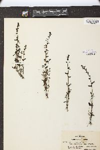 Veronica peregrina subsp. xalapensis image