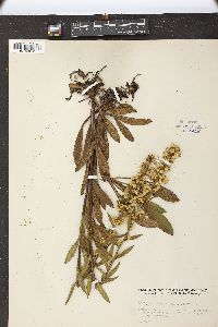 Solidago gillmanii image