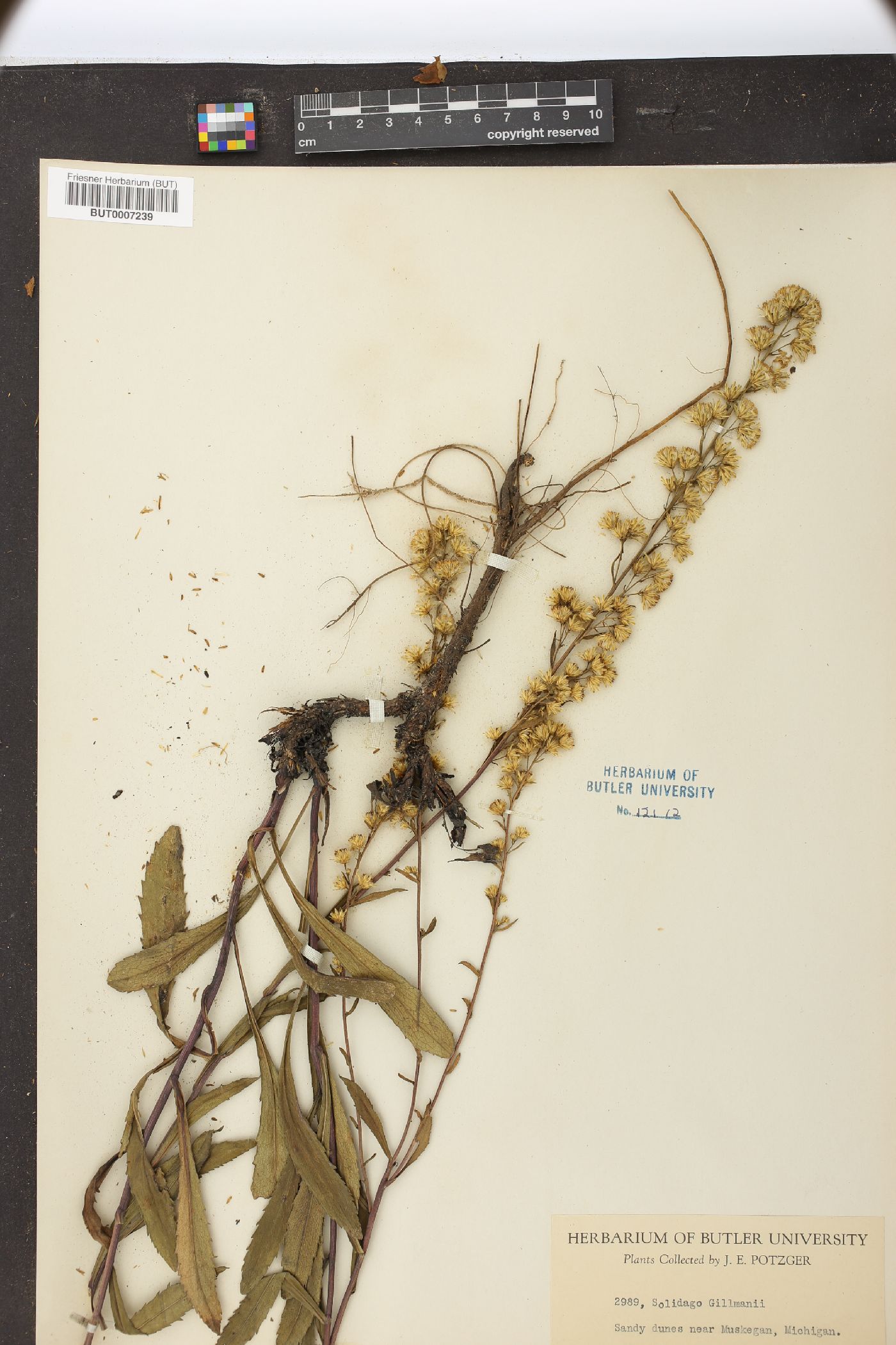 Solidago gillmanii image