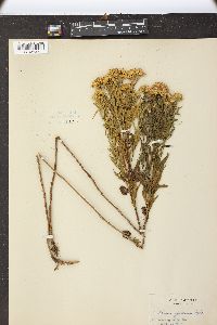 Euthamia glutinosa image