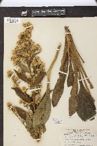 Solidago glomerata image