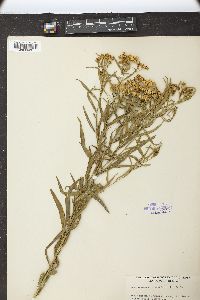 Solidago graminifolia image