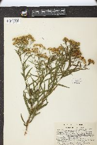 Solidago graminifolia image