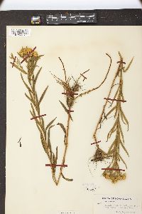 Solidago graminifolia var. nuttallii image