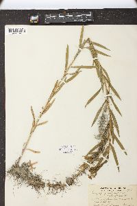 Euthamia gymnospermoides image