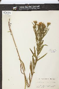 Solidago graminifolia image