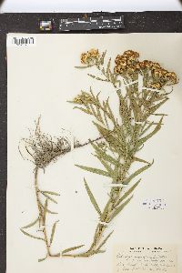 Euthamia gymnospermoides image