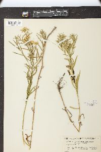 Solidago graminifolia var. media image