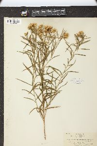 Solidago gymnospermoides image