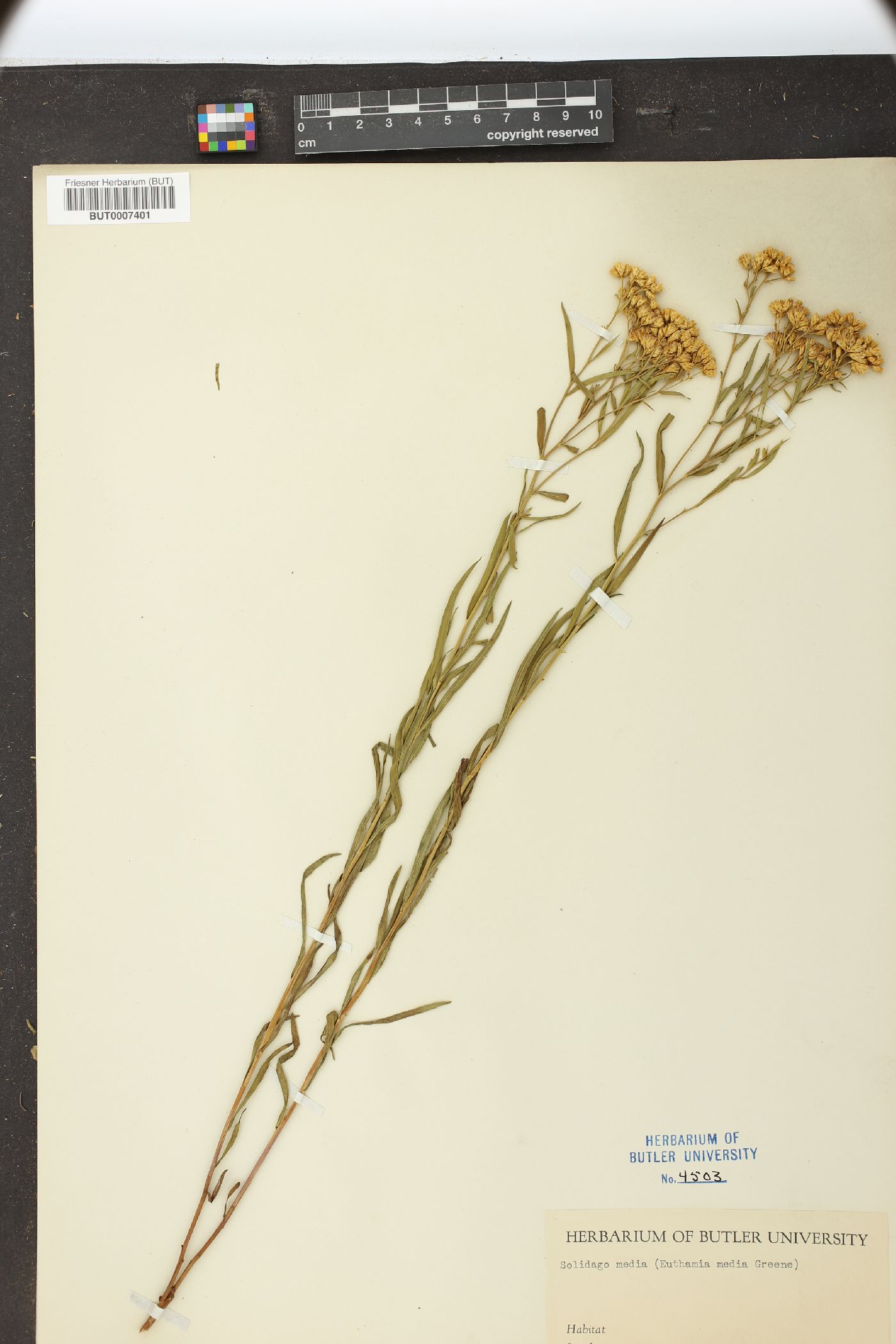 Solidago media image