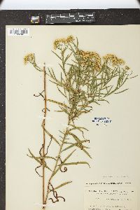 Solidago graminifolia var. nuttallii image