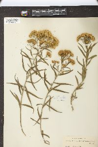 Solidago graminifolia image