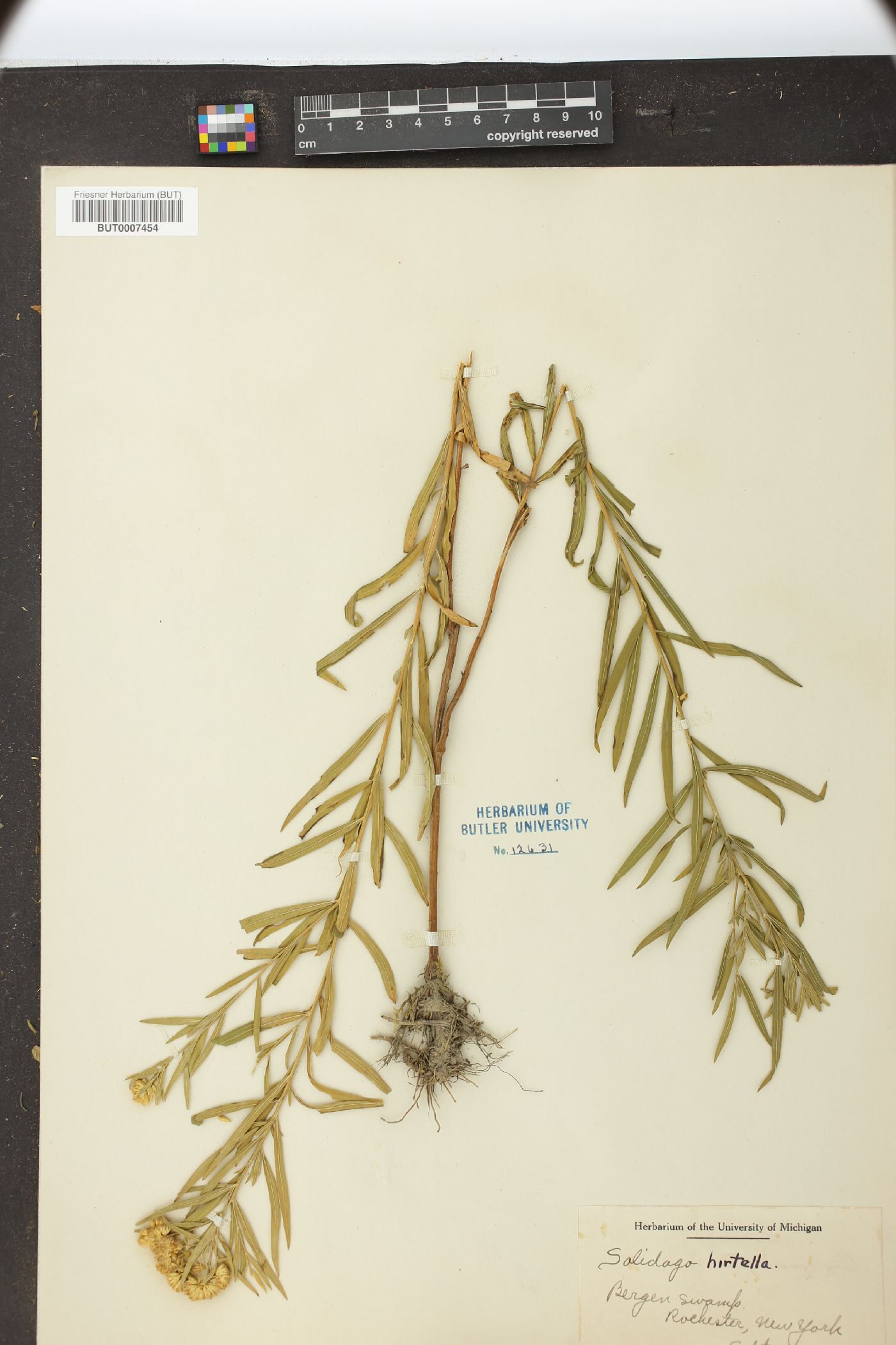 Solidago hirtella image