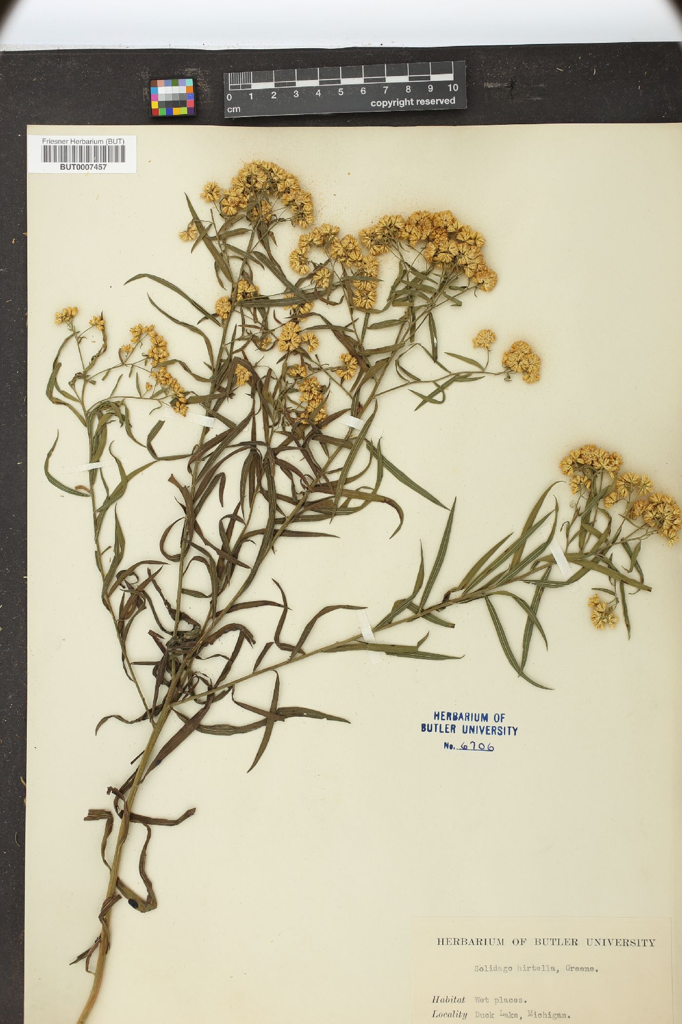 Solidago hirtella image