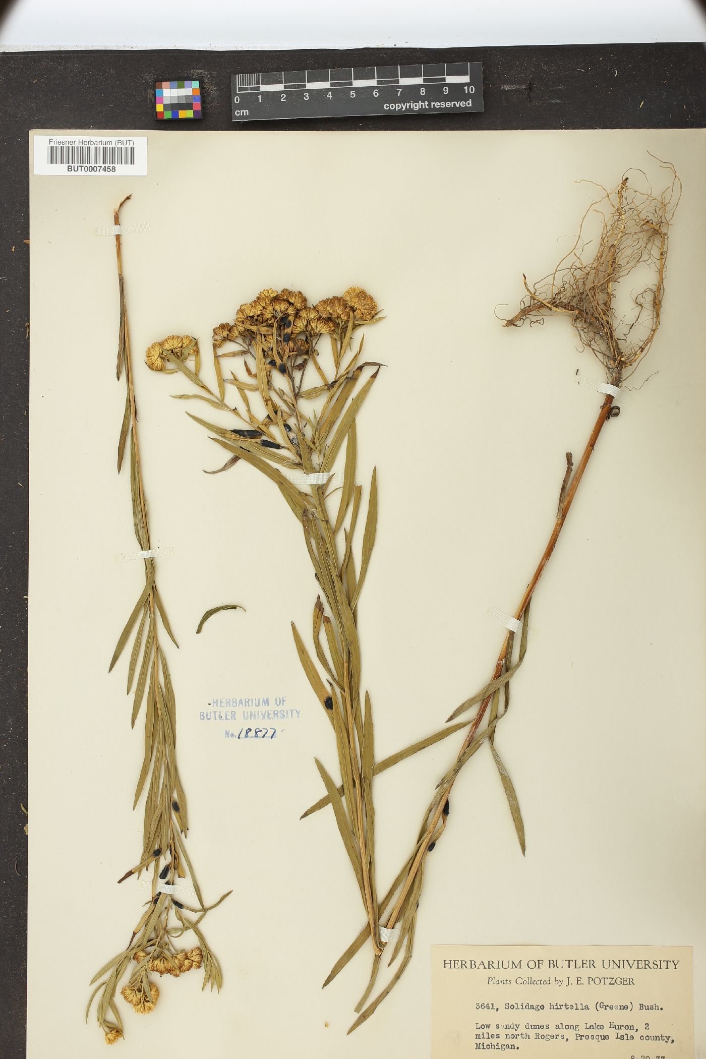 Solidago hirtella image